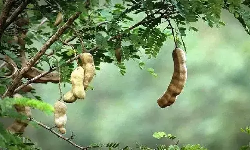 Unlucky Plants: इस पौधे को जिसने भी लगाया सब बर्बाद हो गए, घर की खुशियाँ छीन लेता है