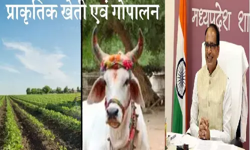 मध्य प्रदेश: सिर्फ एक एकड़ से शुरू करें प्राकृतिक खेती और पालें देसी गाय, सरकार मदद करेगी, खर्च भी देगी