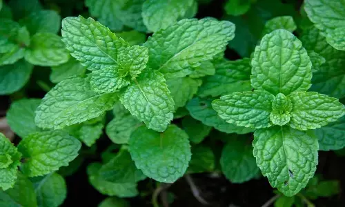 mint plant benefits mint plant benefits
