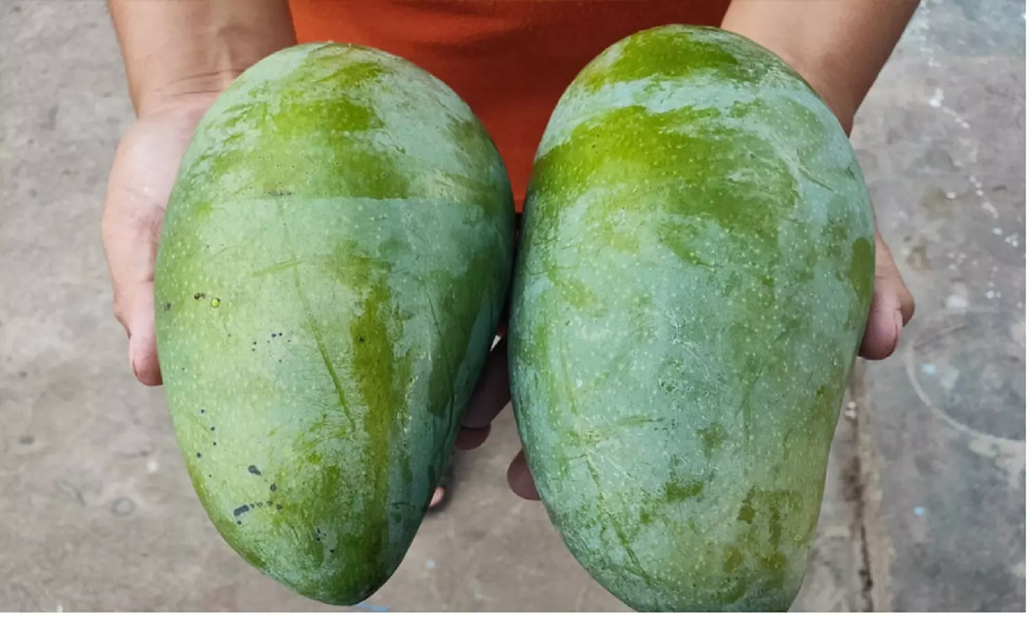 Biggest Mango: मध्य प्रदेश का नूरजहां आम, दुनिया का सबसे बड़ा आम है, 4Kg का एक पीस