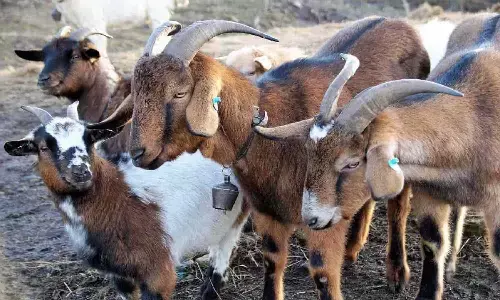 goat farming business