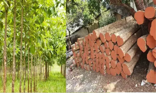 Sagwan Farming Sagwan Farming