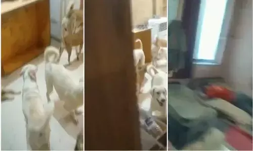 पुणे: 11 साल का बच्चा 2 साल से 22 कुत्तों के बीच कमरे में कैद था! पुलिस माता-पिता को उठा ले गई पुणे: 11 साल का बच्चा 2 साल से 22 कुत्तों के बीच कमरे में कैद था! पुलिस माता-पिता को उठा ले गई