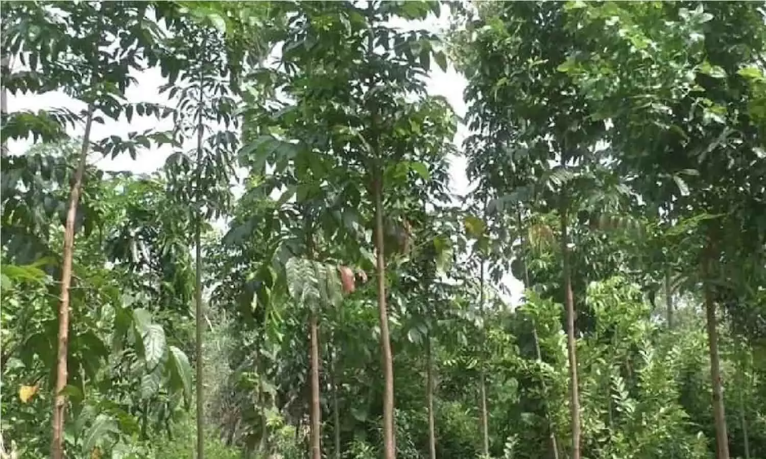 Mahogany Tree Farming: जिसने भी की महोगनी की खेती, करोड़पति बन गया