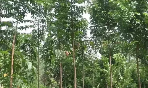Mahogany Tree Farming: जिसने भी की महोगनी की खेती, करोड़पति बन गया