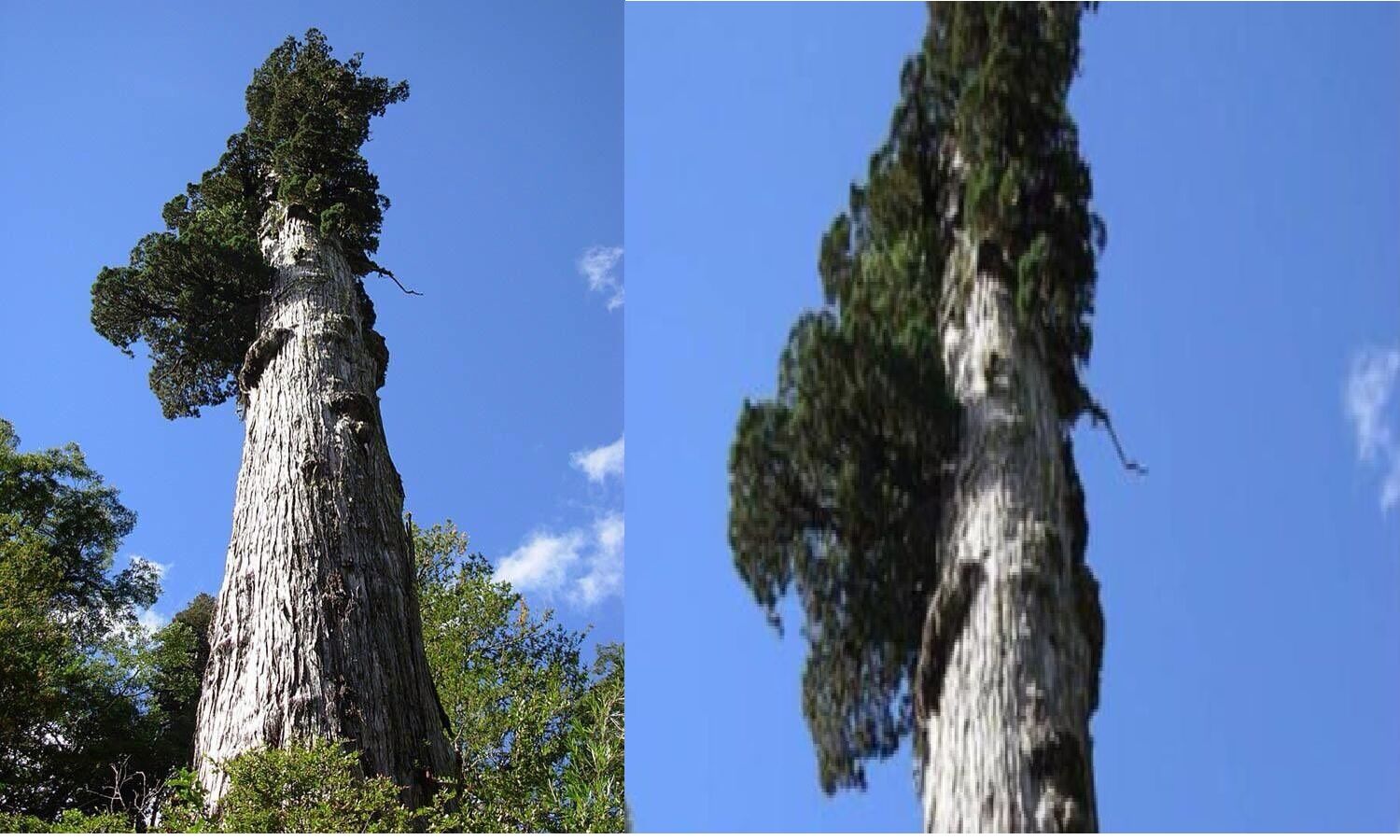 World's Oldest Tree दुनिया का सबसे पुराना पेड़ 5000 साल से ज़िंदा है, जानें किस देश में है धरती