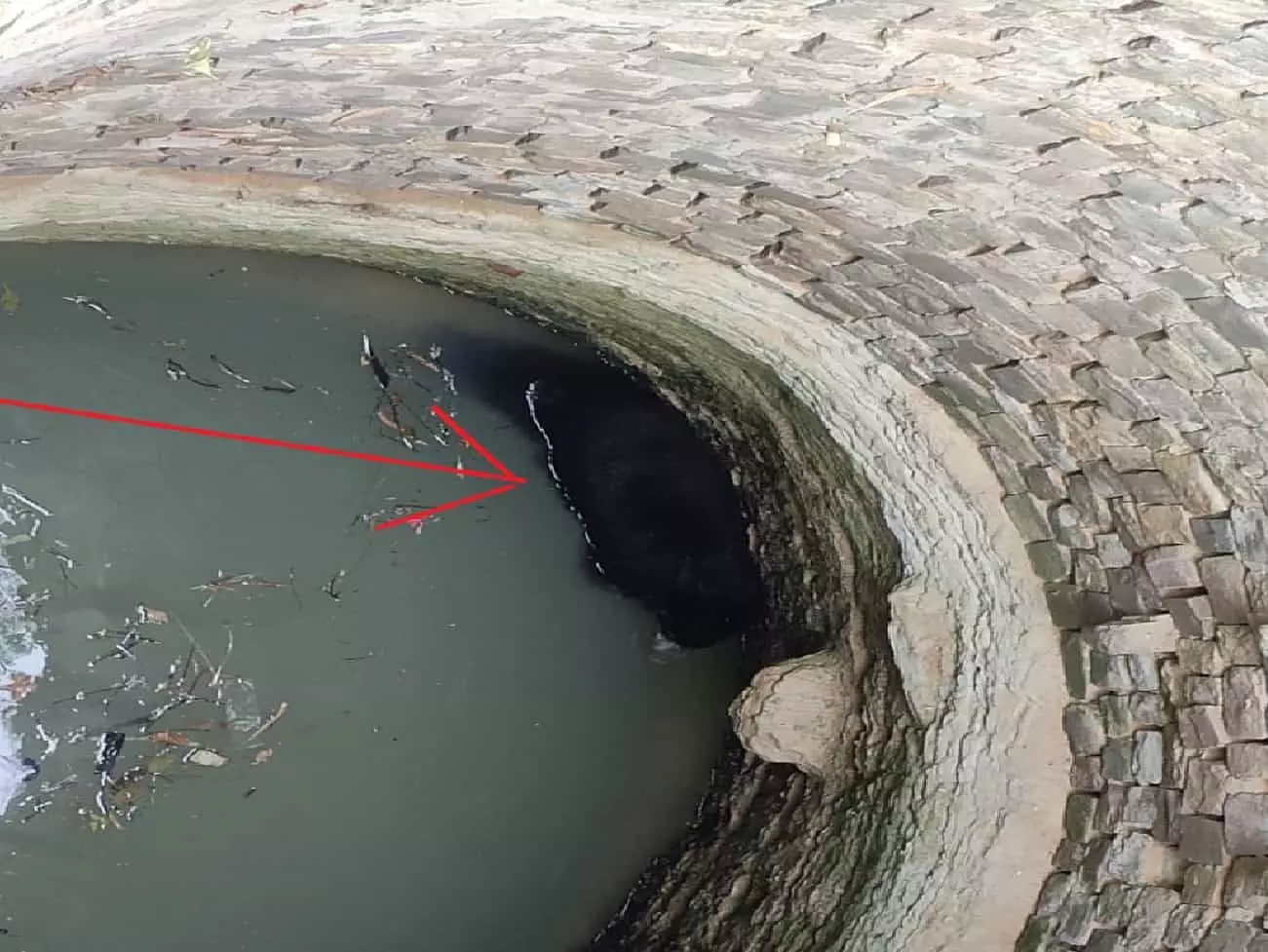 रीवा में भालू को बचाने चला रेस्क्यू, कुएं से निकाला गया सुरक्षित, पानी के लिए भटक रहे वन प्राणी रीवा में भालू को बचाने चला रेस्क्यू, कुएं से निकाला गया सुरक्षित, पानी के लिए भटक रहे वन प्राणी