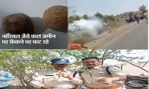 Blasting Fruit In MP: मध्य प्रदेश में मिला ब्लास्ट होने वाला फल, एक किसान के हाथ में ही फल फुट गया Blasting Fruit In MP: मध्य प्रदेश में मिला ब्लास्ट होने वाला फल, एक किसान के हाथ में ही फल फुट गया