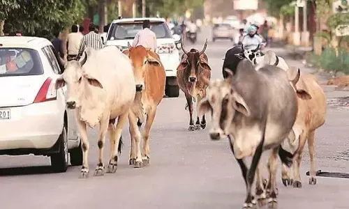 Governments big decision to rein in stray animals