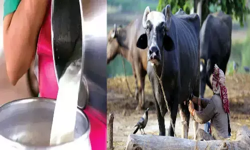 MP Dindori News MP Dindori News