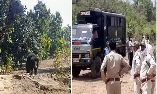 MP Panna News: पन्ना के जंगल में पति-पत्नी को भालू ने जिंदा खा लिया