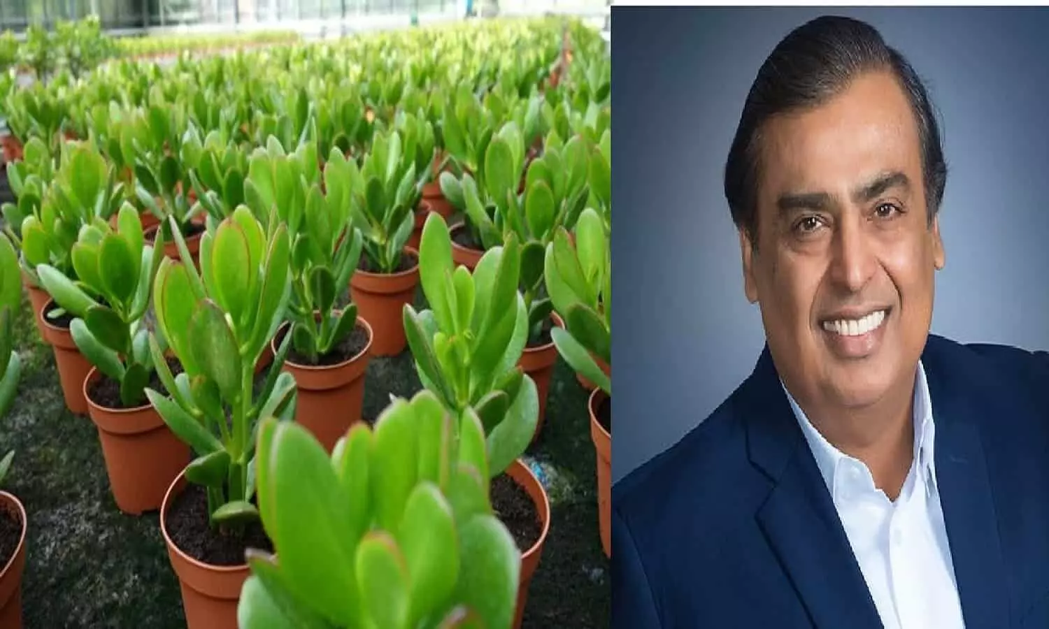 Plant For Money: इस पौधे को घर में लगाकर Mukesh Ambani रातोरात बन गए मालामाल, पैसों को चुंबक की तरह खींचता है यह पौधा