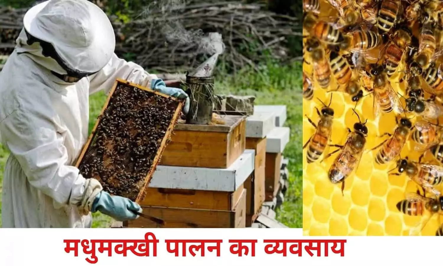 Beekeeping Business: मधुमक्खी पालन के बिजनेस ने मार्केट में लगाई आग, सरकार दे रही 85% सब्सिडी, हर महीने 5 लाख की कमाई तय