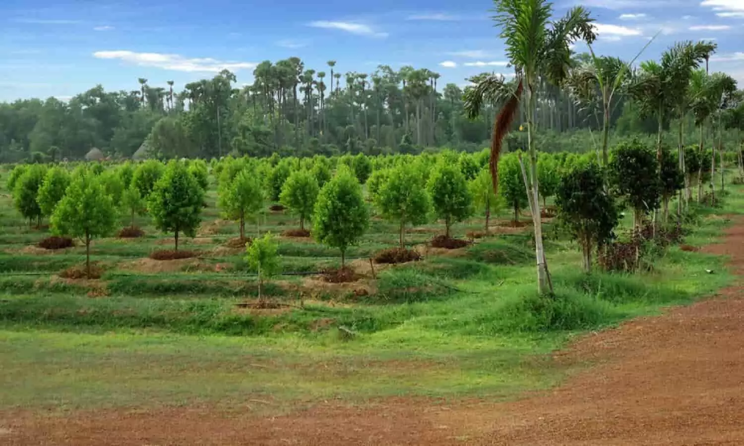 Sandalwood Farming: चंदन की खेती आपकों बना सकती है करोड़पति, सरकार भी कर रही इसमें मदद