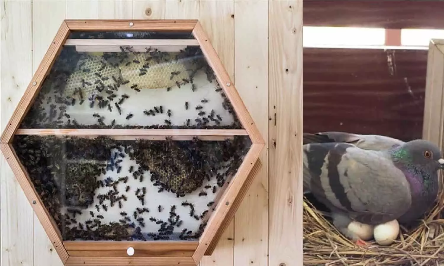 Astrology Bird Shubh Ashubh Sign: यदि आपके घर में कबूतर या मधुमक्खी ने बना लिया है घोंसला, तो होने वाला है अनर्थ, जानिए कैसे?