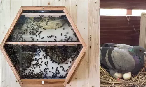 Astrology Bird Shubh Ashubh Sign: यदि आपके घर में कबूतर या मधुमक्खी ने बना लिया है घोंसला, तो होने वाला है अनर्थ, जानिए कैसे?