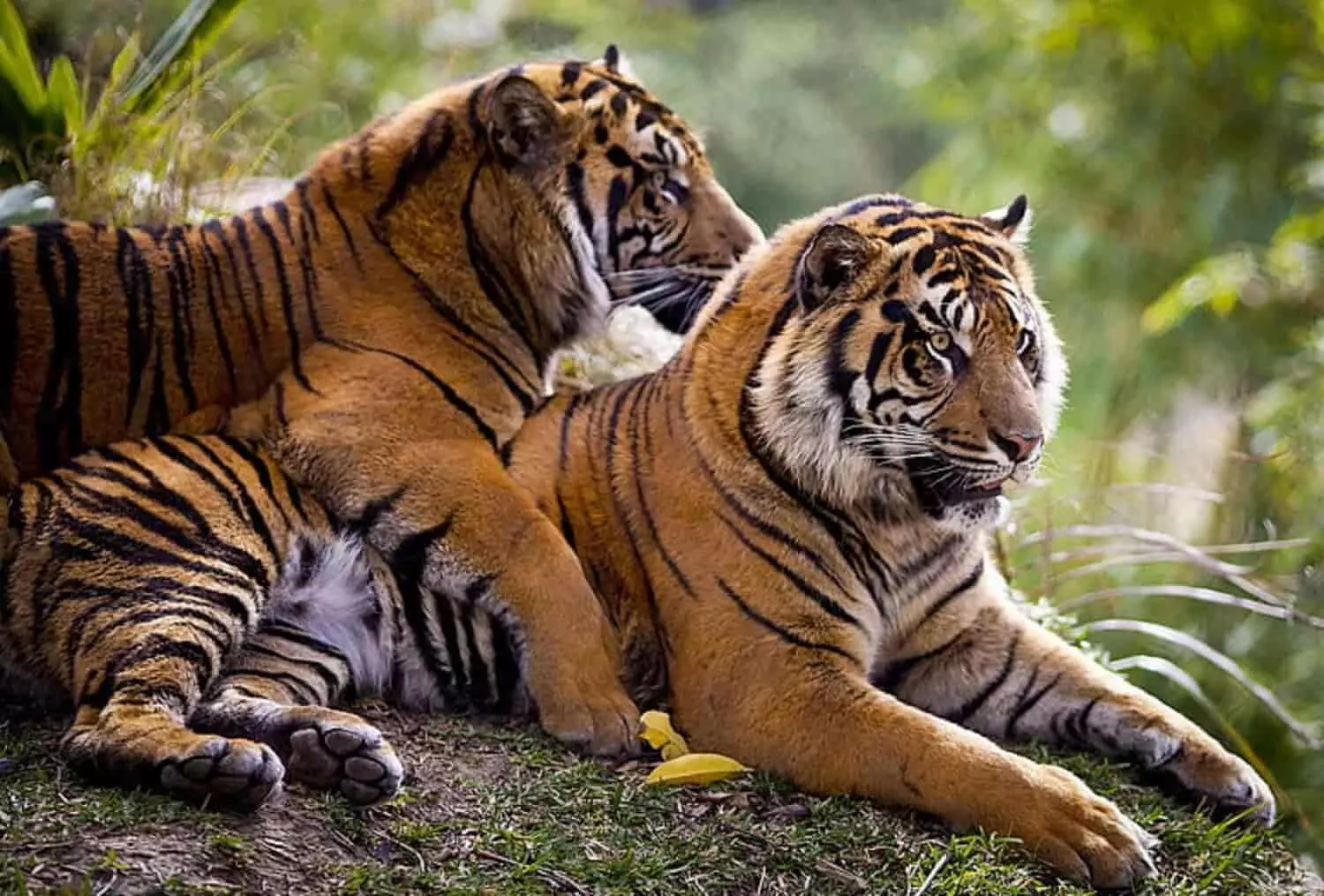 Tiger Pair File Photo