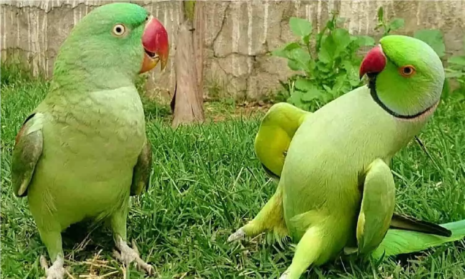 Vastu Tips For Parrots