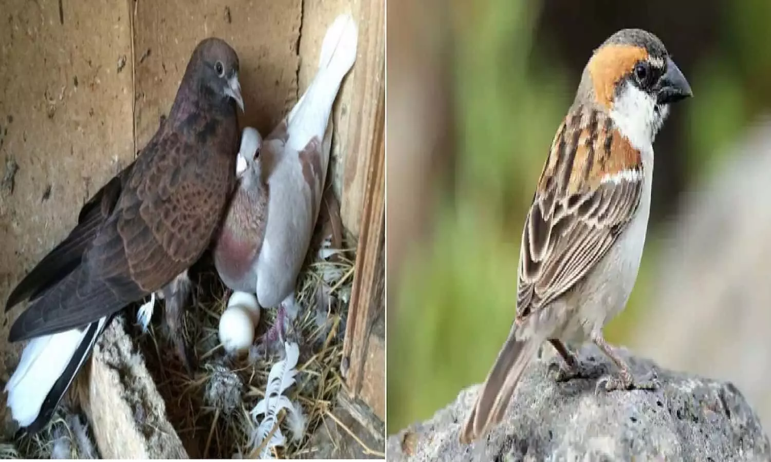 Sparrow Birds Nest Vastu Tips अगर आपके घर में बहुत सारे गौरेया और कबूतर ने बना लिया है घोंसला