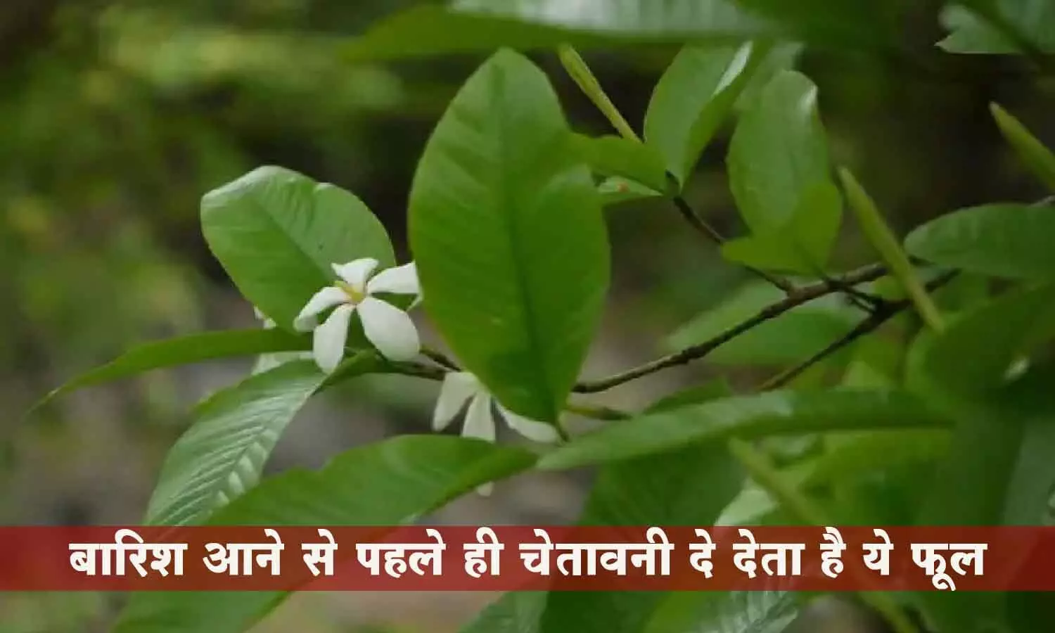 Dikamali Flowers Chhattisgarh: छत्तीसगढ़ के जंगल में खिला है ऐसा फूल, जो बारिश होने के पहले ही दे देता है चेतावनी