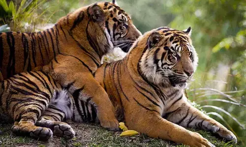 Tiger Pair File Photo