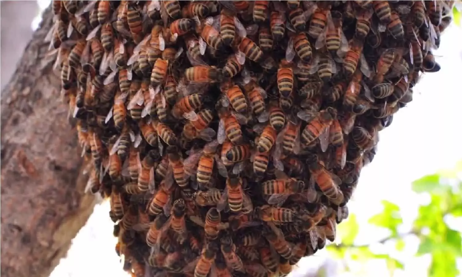 Vastu Tips For Honeycomb: जिस घर में मधुमक्खियों ने बना लिया है अपना छत्ता, वहां परिवार हो जाता है नष्ट, जिंदगी में मच जाती है तबाही