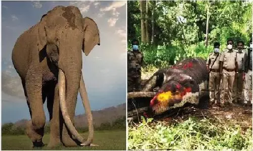 Bhogeshwar Elephant Death: सबसे लंबे दांतों वाला हाथी भोगेश्वर नहीं रहा, उसके दांतों का क्या होगा? Bhogeshwar Elephant Death: सबसे लंबे दांतों वाला हाथी भोगेश्वर नहीं रहा, उसके दांतों का क्या होगा?