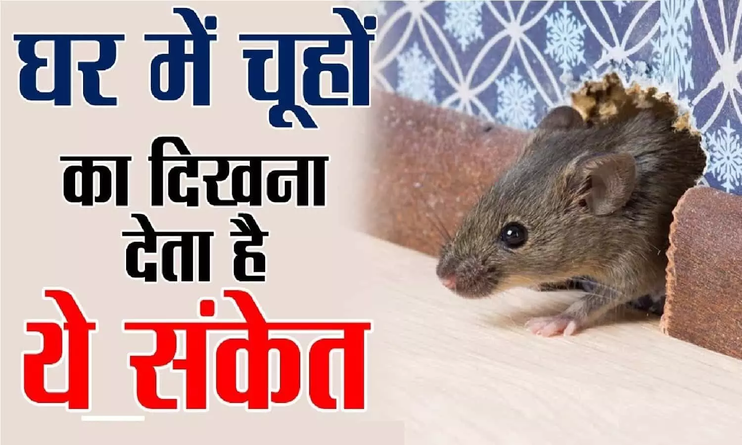 Rats In Home: घर में अचानक बढ़ने लगे बहुत सारे चूहों की संख्या तो समझ ले होने वाला है अनर्थ, जानिए कैसे?