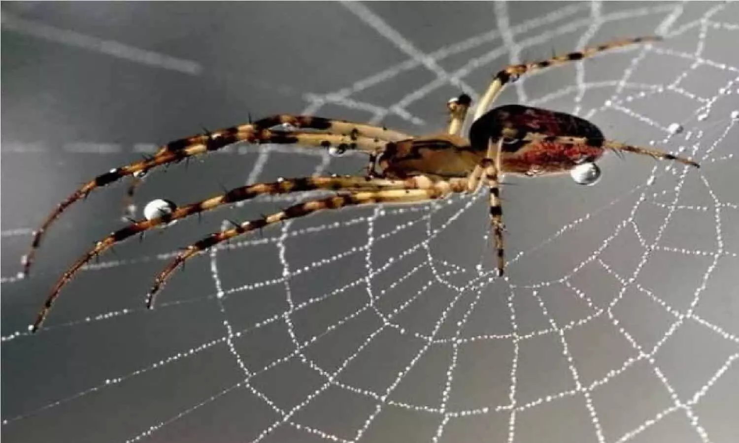 Vastu Tips For Spiders: अगर आपके घर में बार-बार मकड़ी बना रही जाला, तो समझ ले जिंदगी में आने वाला है तूफ़ान