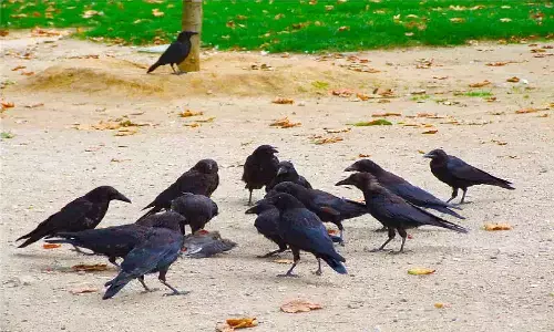 Vastu Tips For Crows: अगर कौवों का झुंड आपको इस स्थिति में दिख जाए तो आपकी जिंदगी में मचने वाली है तबाही