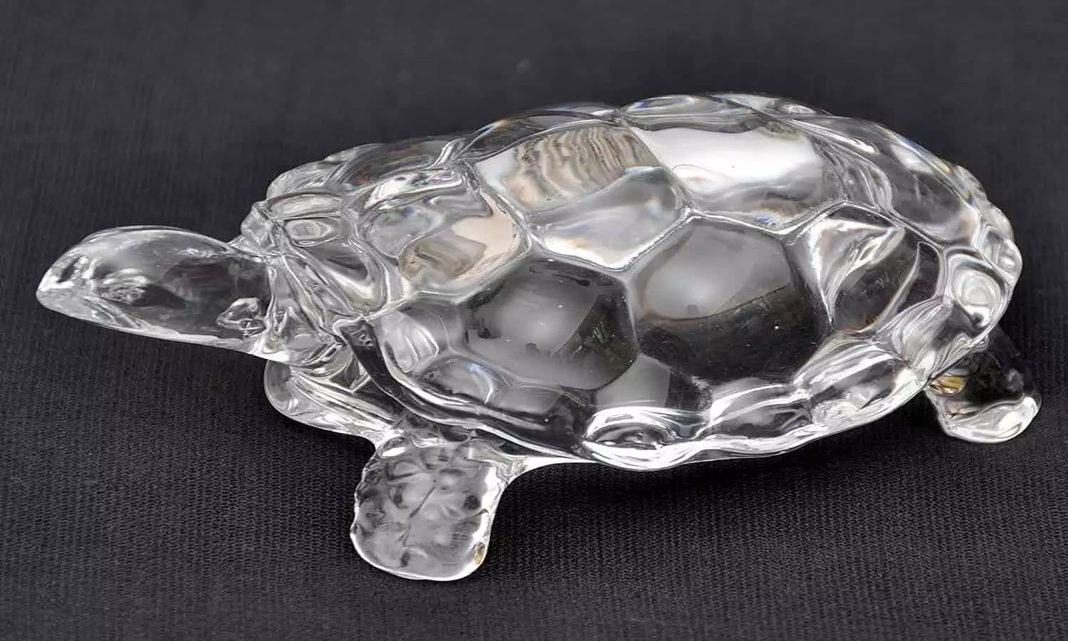 Crystal Turtle Benefits: क्रिस्टल का कछुआ आपको बना देगा अरबो-खरबो की प्रापर्टी का मालिक, खुद बिजनेमैन अडानी ने अपने घर में रखा है