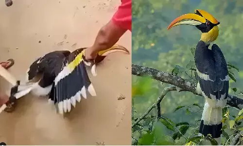 दुर्लभ पक्षी हॉर्नबिल की बेरहमी से हत्या का वीडियो वायरल, देख आंखो आ जायेंगे आँसू.. दुर्लभ पक्षी हॉर्नबिल की बेरहमी से हत्या का वीडियो वायरल, देख आंखो आ जायेंगे आँसू..