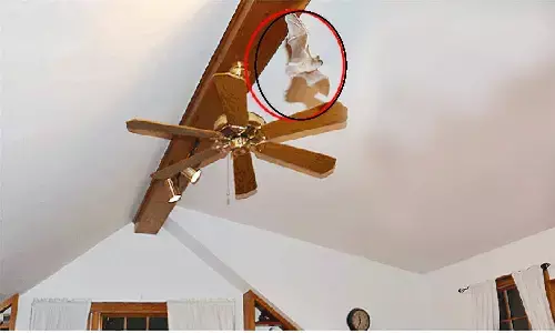 Bat In Home: घर में घुस रहे है चमगादड़ तो परिवार हो जाएगा तबाह, होगा कुछ ऐसा जिसकी कल्पना आपने नहीं की होगी Bat In Home: घर में घुस रहे है चमगादड़ तो परिवार हो जाएगा तबाह, होगा कुछ ऐसा जिसकी कल्पना आपने नहीं की होगी