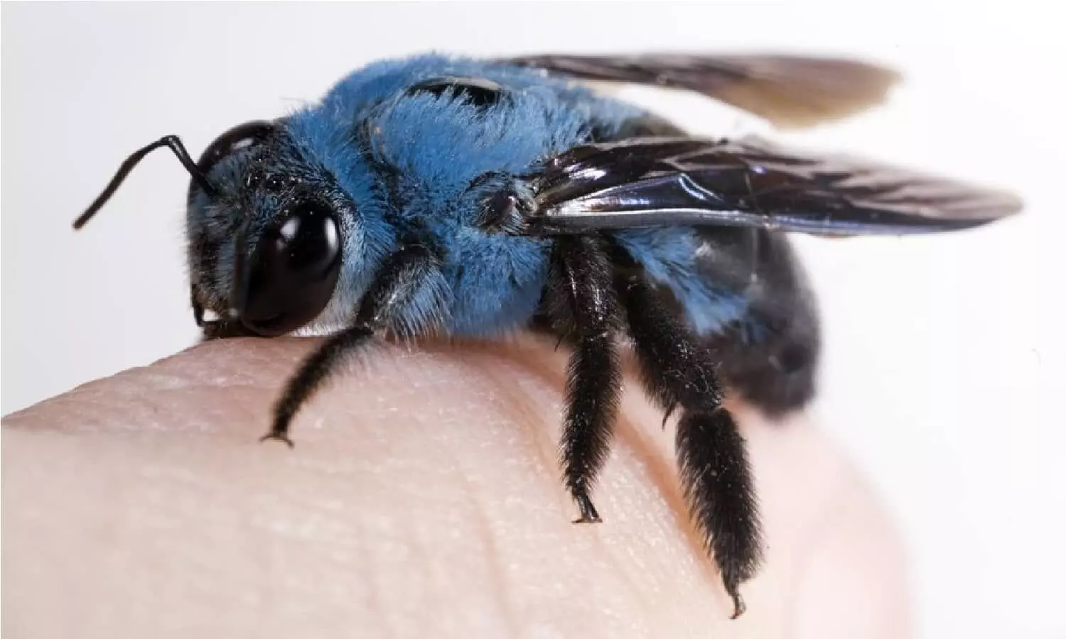 Body Fly: अगर ये मक्खी आपके आंख के नीचे मंडरा रही है तो समझ ले 1 महीने के अंदर होने वाली है आपकी मौत, जानिए
