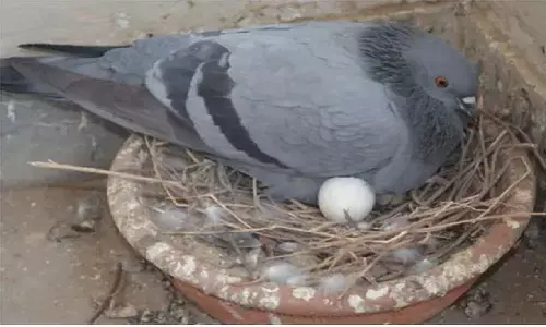 Pigeons In Home: कबूतरों ने घर या बालकनी में बना लिया है घोंसला तो होने वाला है अपशगुन, हो सकता है एक्सीडेंट या बड़ा अनर्थ, जानिए