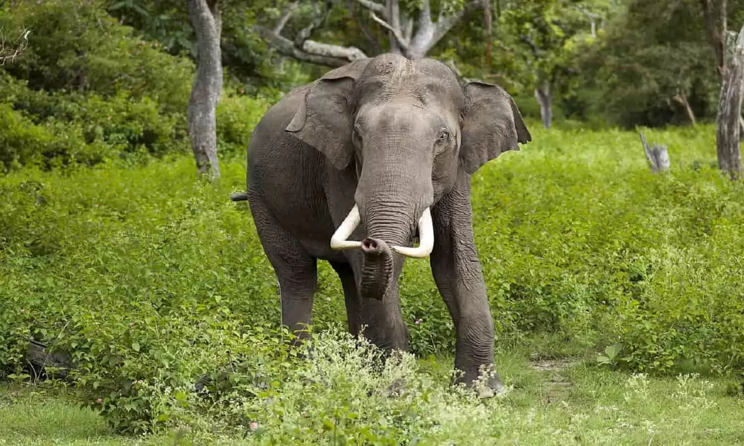 अनूपपुर: शराबी का हाथी से उलझना पड़ा महंगा, सूंड में लपेटकर दी पटखनी