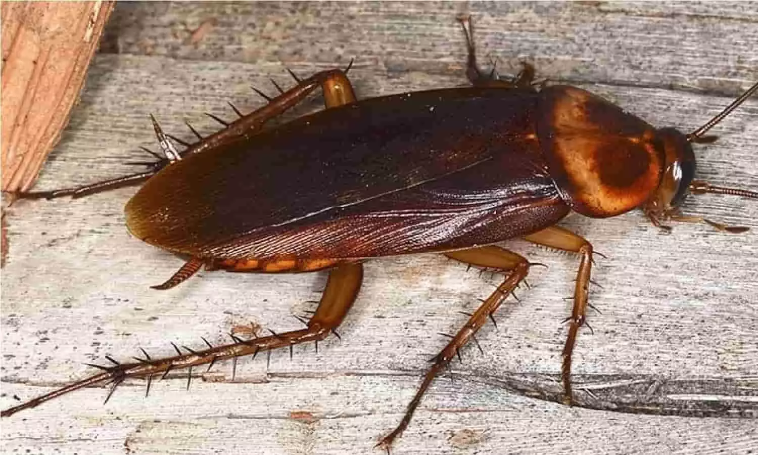 Cockroach In The House: जिनके घर में है 100 कॉकरोच उन्हें मिल रहा 1.5 लाख रूपए, जानिए