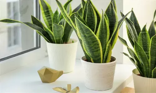 Snake Plant Benefits: घर के अंदर स्नेक प्लांट लगाते ही होने लगेंगे चमत्कार, आप खुद रह जाएंगे हैरान