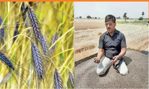 काले गेंहू की खेती कर करोड़ों कमा रहा एमपी का किसान, दुनिया भर से मिलते हैं आर्डर काले गेंहू की खेती कर करोड़ों कमा रहा एमपी का किसान, दुनिया भर से मिलते हैं आर्डर