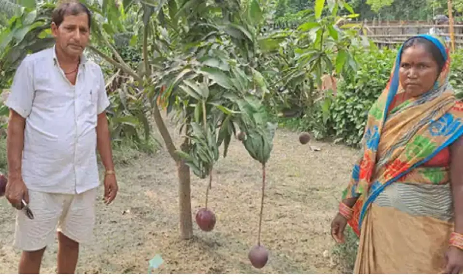 Sugar Free Mango: बिहार में उगने वाले इस शुगर फ्री आम की अहिमक डिमांड है Sugar Free Mango: बिहार में उगने वाले इस शुगर फ्री आम की अहिमक डिमांड है