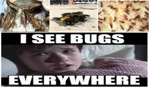 How Get Rid Of Rainy Season Insects: बरसाती कीड़ों से छुटकारा पाना है तो ये उपाय जान लो, बहुत राहत हो जाएगी