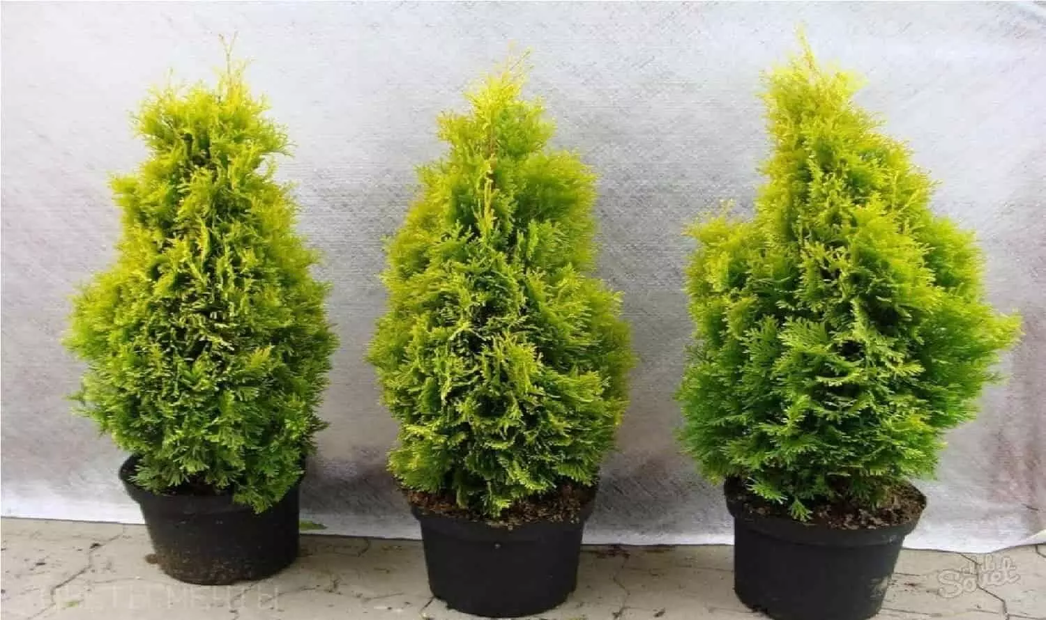 Morpankhi Plant Benefit: खुद अंबानी ने घर में लगा रखा है मोरपंख का पौधा, इसके फायदे जान आप लगाने में हो जाएंगे मजबूर