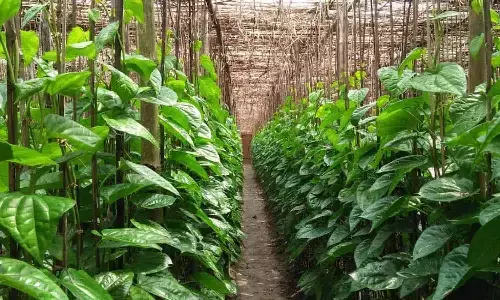 Bangla Paan: विश्व प्रसिद्ध रीवा की पहचान बंगला पान पर संकट के बादल, भारत, पाकिस्तान, श्रीलंका तक इसकी पहुँच, औषधी से कम नही Bangla Paan: विश्व प्रसिद्ध रीवा की पहचान बंगला पान पर संकट के बादल, भारत, पाकिस्तान, श्रीलंका तक इसकी पहुँच, औषधी से कम नही