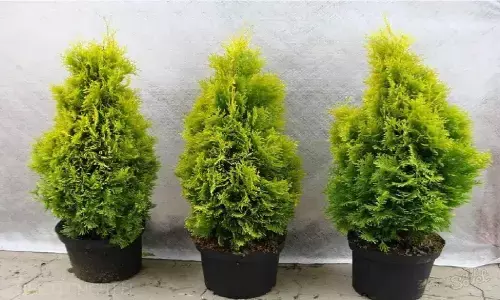 Morpankhi Plant Benefit: खुद अंबानी ने घर में लगा रखा है मोरपंख का पौधा, इसके फायदे जान आप लगाने में हो जाएंगे मजबूर