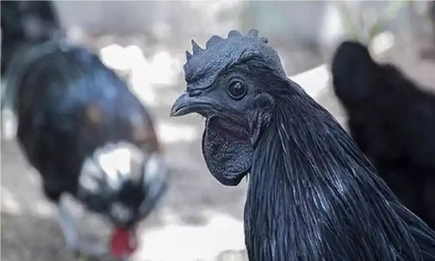 यह Black Chicken सोना उगलती है, जानिए कैसे? यह Black Chicken सोना उगलती है, जानिए कैसे?
