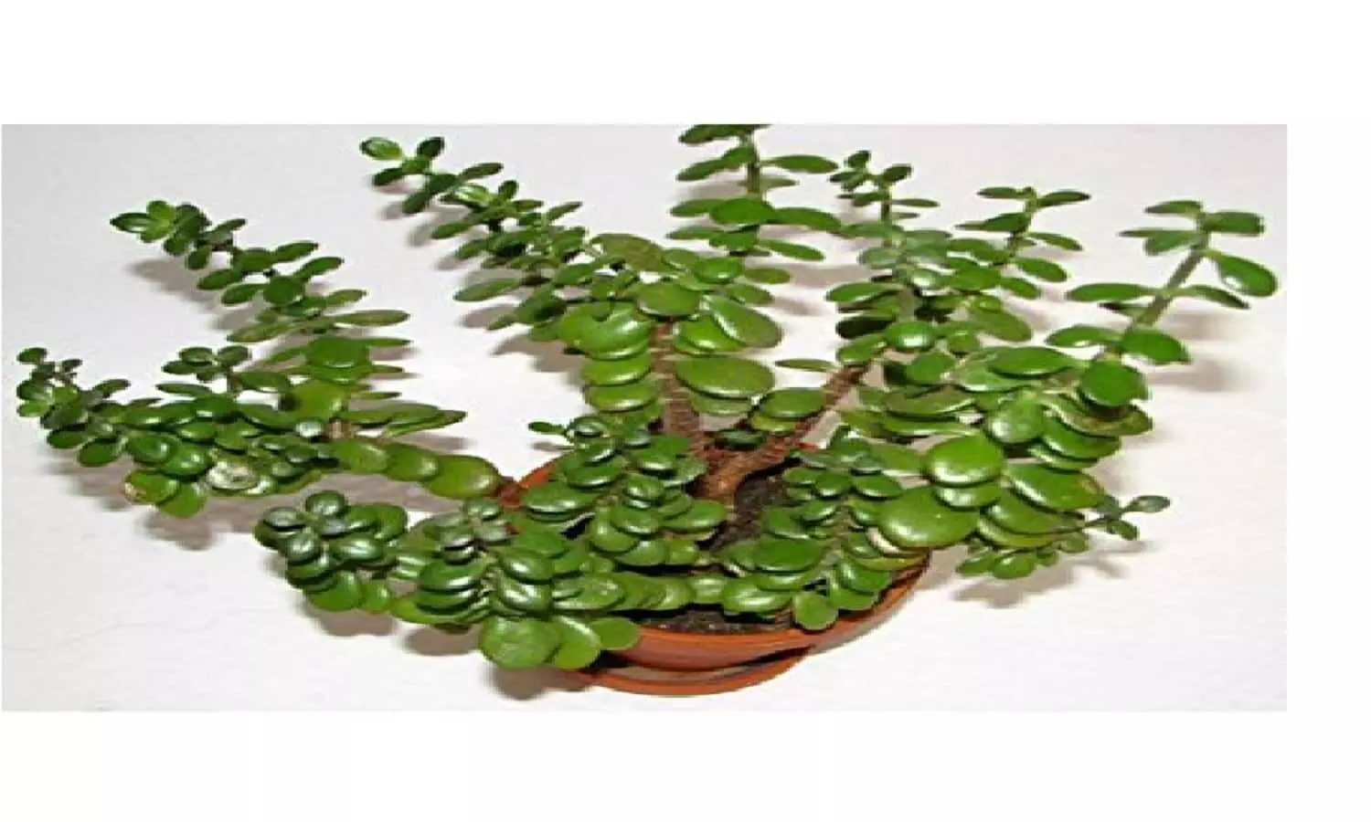 Vastu Tips For Crassula Plant: घर में लगाएं क्रासुला का पौधा, फिर देखिए कमाल
