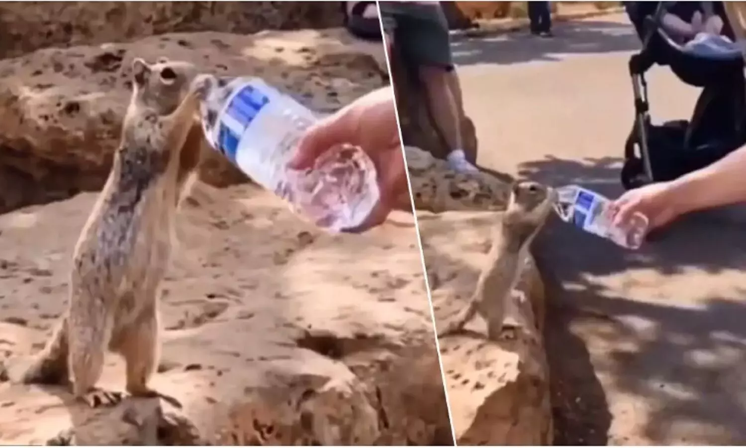 Thirsty Squirrel viral Video: बोतल में बड़े मजे से गिलहरी विदेशी महिला के हाथों पी रही थी ठंडा पानी, 25 लाख लोगों ने देखा वीडियो