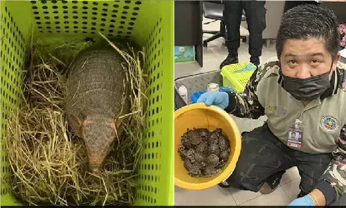 थाईलैंड में 2 भारतीय महिलाऐं अरेस्ट: 50 छिपकली, 35 कछुए, 20 सांप, दो साही सहित 109 जीव सूटकेस में भरे हुए थीं