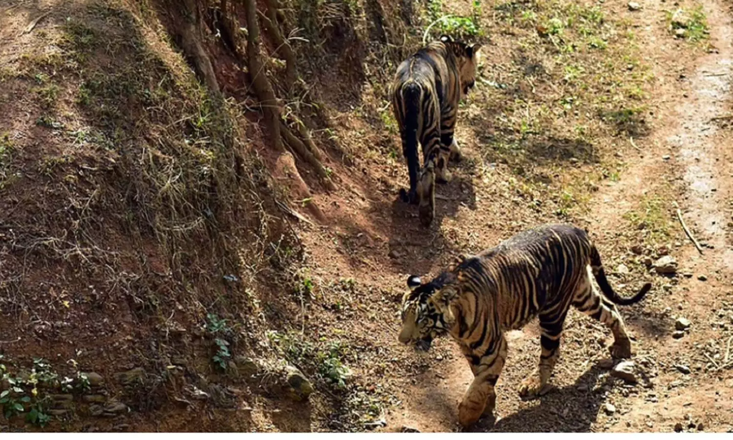 Black Tigers In Odisha: ओडिशा के जंगलों में दिखे काले बाघ, हर किसी को नहीं मिलते दर्शन Black Tigers In Odisha: ओडिशा के जंगलों में दिखे काले बाघ, हर किसी को नहीं मिलते दर्शन