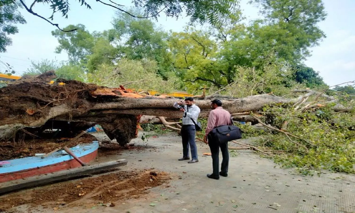 Tree Fall In Chandigarh News: चंडीगढ़ के स्कूल परिसर में बड़ा हादसा, ढाई सौ साल पुराना हेरीटेज पेड़ गिरने से 20 छात्र घायल, एक छात्रा की मौत